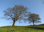 SX20954 Trees on Bron-y-felin.jpg